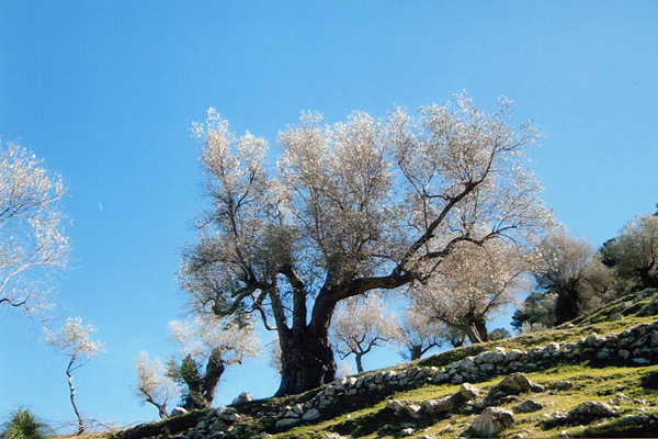 Olivenbaum Alaro auf Mallorca