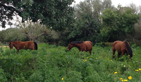 Pferde auf Mallorca