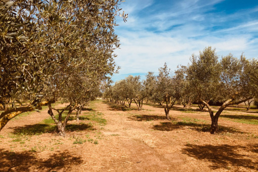 Olivenbäume so weit das Auge reicht