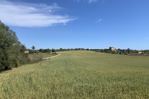 Grundstück in Vilafranca de Bonany zum Kauf