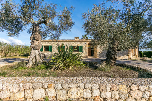 Schöne Olivenbäume vor dem Haus