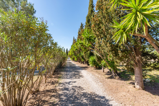 Yuccapalmen-Allee zur Finca