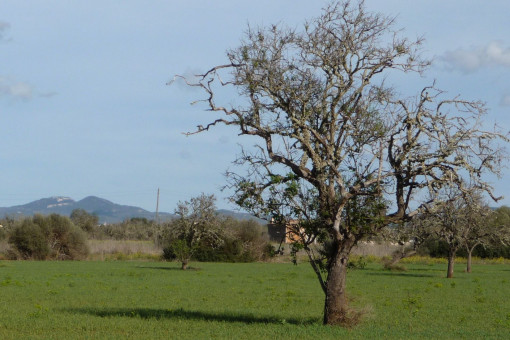 Baugrundstück