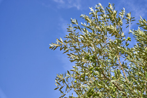 Blick auf einen tragenden Olivenbaum