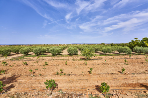 Anzucht neuer ertragreicher Olivenbäume
