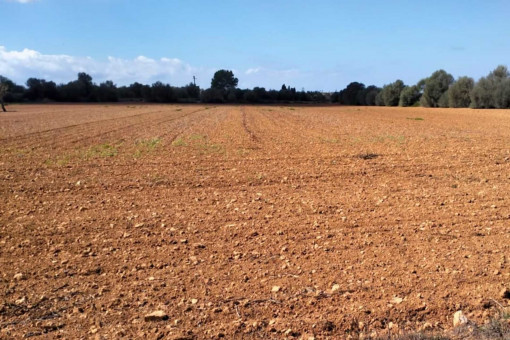 Fincagrundstück in zentraler Lage zwischen Santanyi und Campos