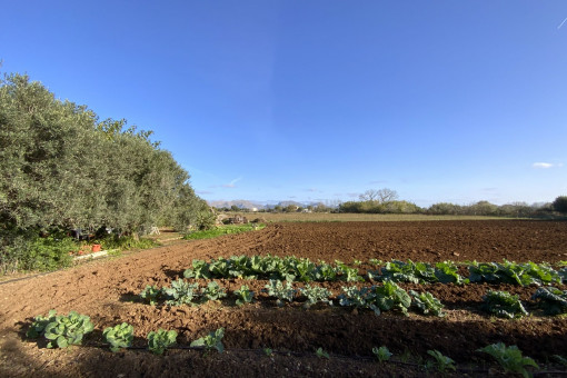 Gemüsegarten