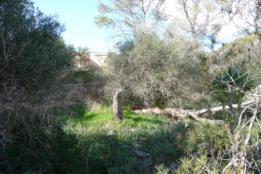 Großzügiges Baugrundstück in Cala Figuera