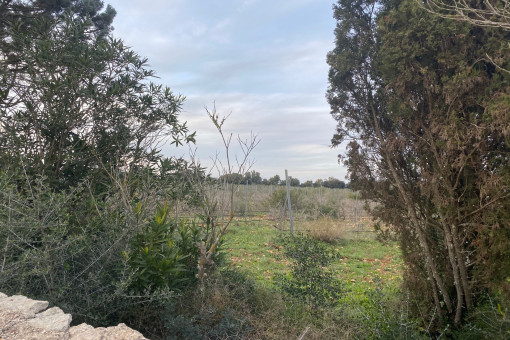 Grundstück mit Blick in die Natur