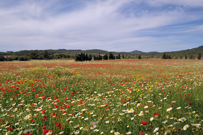 Blumenwiese im Südosten Mallorcas